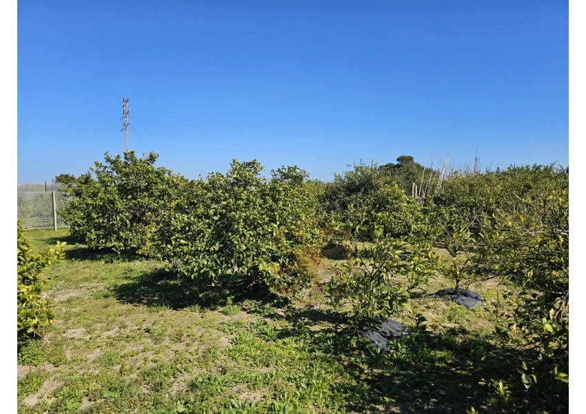 Sad pomarańczowy 350m od plaży w Cullera, Walencja